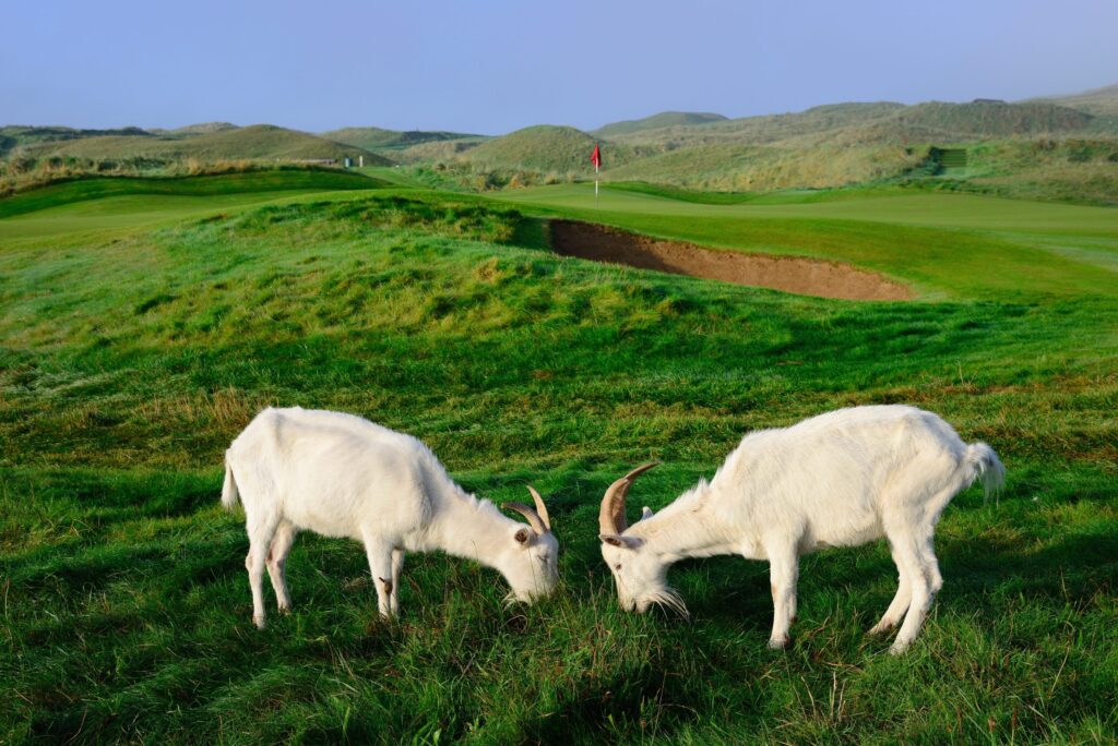 lahinch-goats-scaled